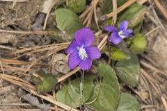 Southern Woodland Violet, Viola hirsutula