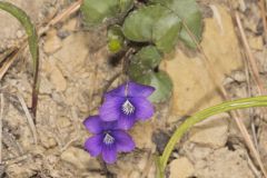 Southern Woodland Violet, Viola hirsutula