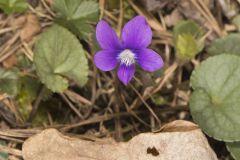 Southern Woodland Violet, Viola hirsutula