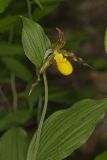 Southern Yellow Lady's Slipper, Cypripedium parviflorum var. parviflorum