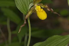 Southern Yellow Lady's Slipper