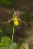 Southern Yellow Lady's Slipper, Cypripedium parviflorum var. parviflorum