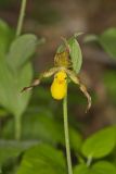 Southern Yellow Lady's Slipper, Cypripedium parviflorum var. parviflorum