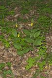 Southern Yellow Lady's Slipper, Cypripedium parviflorum var. parviflorum