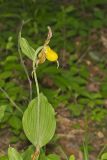 Southern Yellow Lady's Slipper, Cypripedium parviflorum var. parviflorum