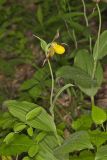 Southern Yellow Lady's Slipper, Cypripedium parviflorum var. parviflorum