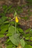 Southern Yellow Lady's Slipper, Cypripedium parviflorum var. parviflorum