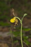 Southern Yellow Lady's Slipper, Cypripedium parviflorum var. parviflorum