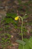 Southern Yellow Lady's Slipper, Cypripedium parviflorum var. parviflorum