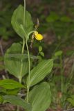 Southern Yellow Lady's Slipper, Cypripedium parviflorum var. parviflorum