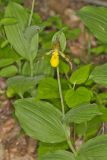 Southern Yellow Lady's Slipper, Cypripedium parviflorum var. parviflorum