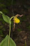 Southern Yellow Lady's Slipper, Cypripedium parviflorum var. parviflorum