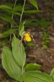 Southern Yellow Lady's Slipper, Cypripedium parviflorum var. parviflorum