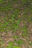 Southern Yellow Lady's Slipper, Cypripedium parviflorum var. parviflorum
