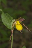 Southern Yellow Lady's Slipper, Cypripedium parviflorum var. parviflorum