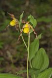 Southern Yellow Lady's Slipper, Cypripedium parviflorum var. parviflorum
