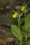 Southern Yellow Lady's Slipper, Cypripedium parviflorum var. parviflorum