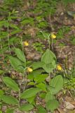 Southern Yellow Lady's Slipper, Cypripedium parviflorum var. parviflorum