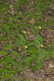 Southern Yellow Lady's Slipper, Cypripedium parviflorum var. parviflorum