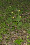 Southern Yellow Lady's Slipper, Cypripedium parviflorum var. parviflorum