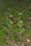 Southern Yellow Lady's Slipper, Cypripedium parviflorum var. parviflorum
