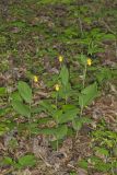 Southern Yellow Lady's Slipper, Cypripedium parviflorum var. parviflorum