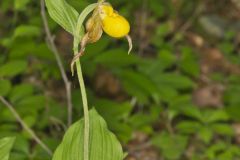 Southern Yellow Lady's Slipper, Cypripedium parviflorum var. parviflorum