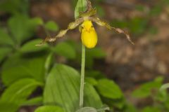 Southern Yellow Lady's Slipper, Cypripedium parviflorum var. parviflorum