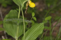 Southern Yellow Lady's Slipper, Cypripedium parviflorum var. parviflorum