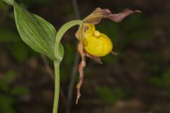 Southern Yellow Lady's Slipper, Cypripedium parviflorum var. parviflorum