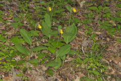 Southern Yellow Lady's Slipper, Cypripedium parviflorum var. parviflorum