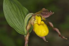 Southern Yellow Lady's Slipper, Cypripedium parviflorum var. parviflorum
