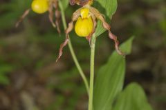 Southern Yellow Lady's Slipper, Cypripedium parviflorum var. parviflorum