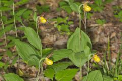 Southern Yellow Lady's Slipper, Cypripedium parviflorum var. parviflorum