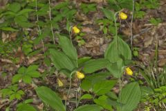 Southern Yellow Lady's Slipper, Cypripedium parviflorum var. parviflorum