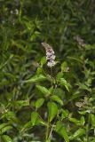 Spearmint, Mentha spicata