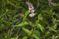 Spearmint