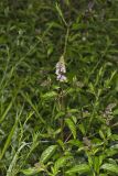 Spearmint, Mentha spicata