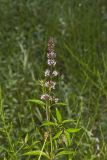 Spearmint, Mentha spicata