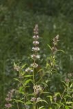 Spearmint, Mentha spicata