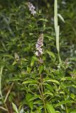 Spearmint, Mentha spicata