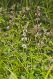 Spearmint, Mentha spicata