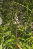 Spearmint, Mentha spicata