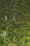 Spearmint, Mentha spicata