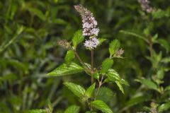 Spearmint, Mentha spicata
