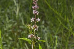 Spearmint, Mentha spicata