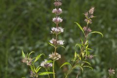 Spearmint, Mentha spicata