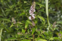 Spearmint, Mentha spicata