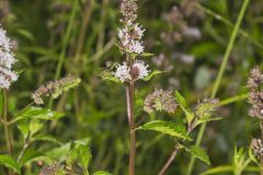 Spearmint, Mentha spicata