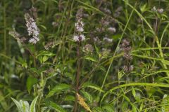 Spearmint, Mentha spicata